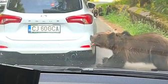 Biss in Stoßstange: Bär in Rumänien reißt Autoteil von Wagen