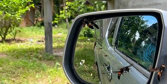 Hornissenschwarm umzingelt Auto: Fahrer gefangen