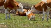 Corgi mischt Rinderherde auf – bis die Tarnung auffliegt
