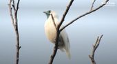 Ohren zu! Dieser Vogel ist lauter als ein Presslufthammer