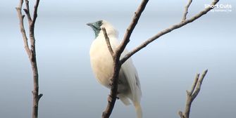 Ohren zu! Dieser Vogel ist lauter als ein Presslufthammer