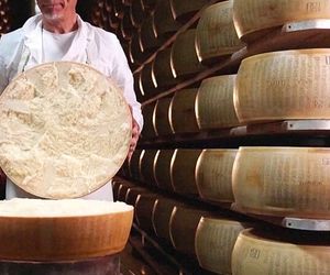 Käse in der Klimakrise: Hitzesommer belastet Parmesan-Produktion