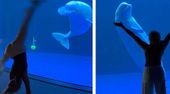Rolle nach Rad: Belugawal antwortet Aquarium-Besucherin