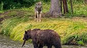 Seltene Begegnung: Wölfe beobachten Grizzlybär beim Fischen