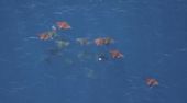 Exoten vor Kaliforniens Küste: El Niño lockt Haie, Mantarochen und Schildkröten an