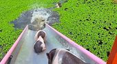 Auf Wasserrutschen-Mission: Schweine stürzen sich ins kühle Nasse