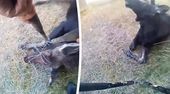 Bodycam-Aufnahmen: Beamter  rettet jungen Elch aus Drahtzaun