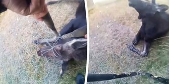 Bodycam-Aufnahmen: Beamter  rettet jungen Elch aus Drahtzaun