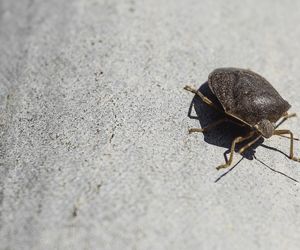 Übler Geruch: Stinkwanzen besser nicht einsaugen