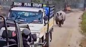 Keinen Bock auf Touristen: Nashorn geht auf Safari-Jeeps los